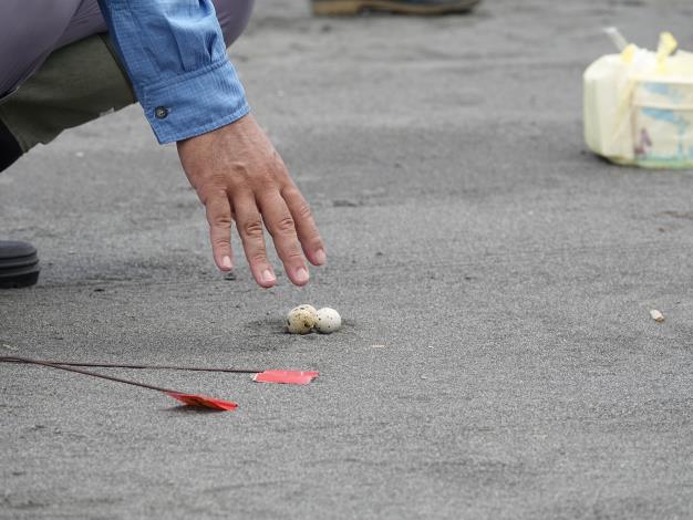 宜蘭縣野鳥學會用鵪鶉蛋模擬小燕鷗巢位模樣