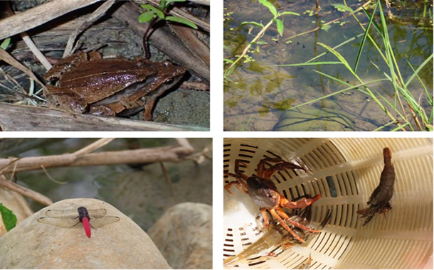 圖片4Ecological survey results