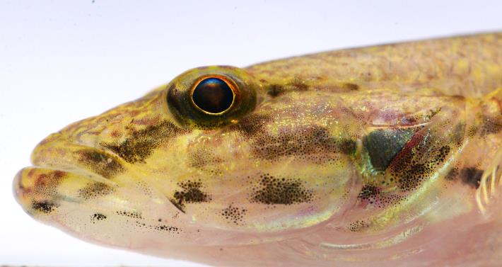 圖3寬頭叉舌鰕虎之活魚頭部特寫照.JPG
