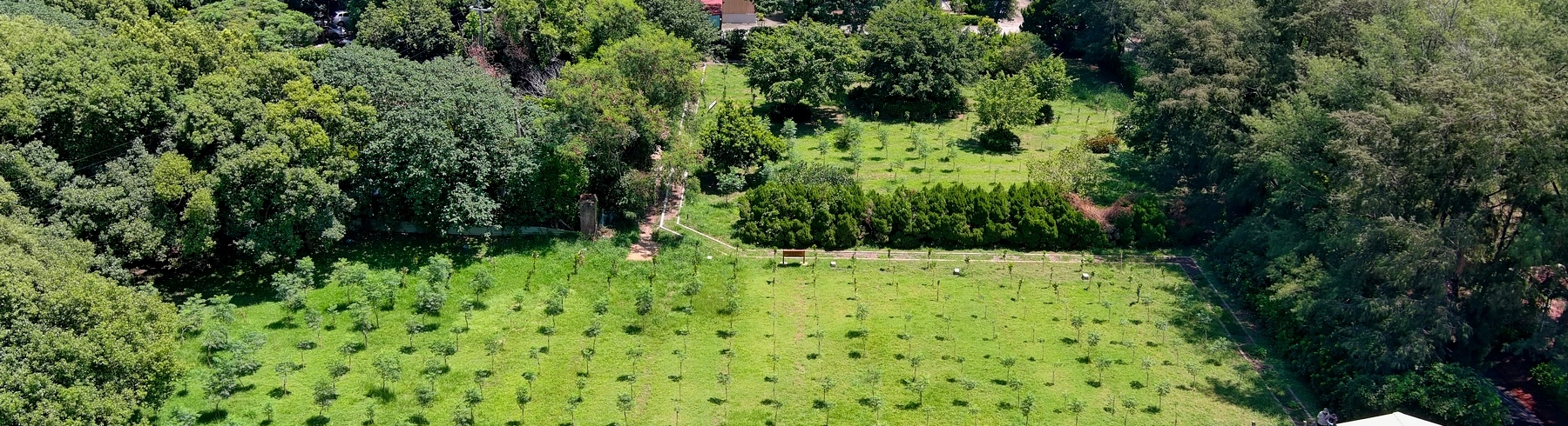 崎頂試驗站植樹示範場域，115年拍攝