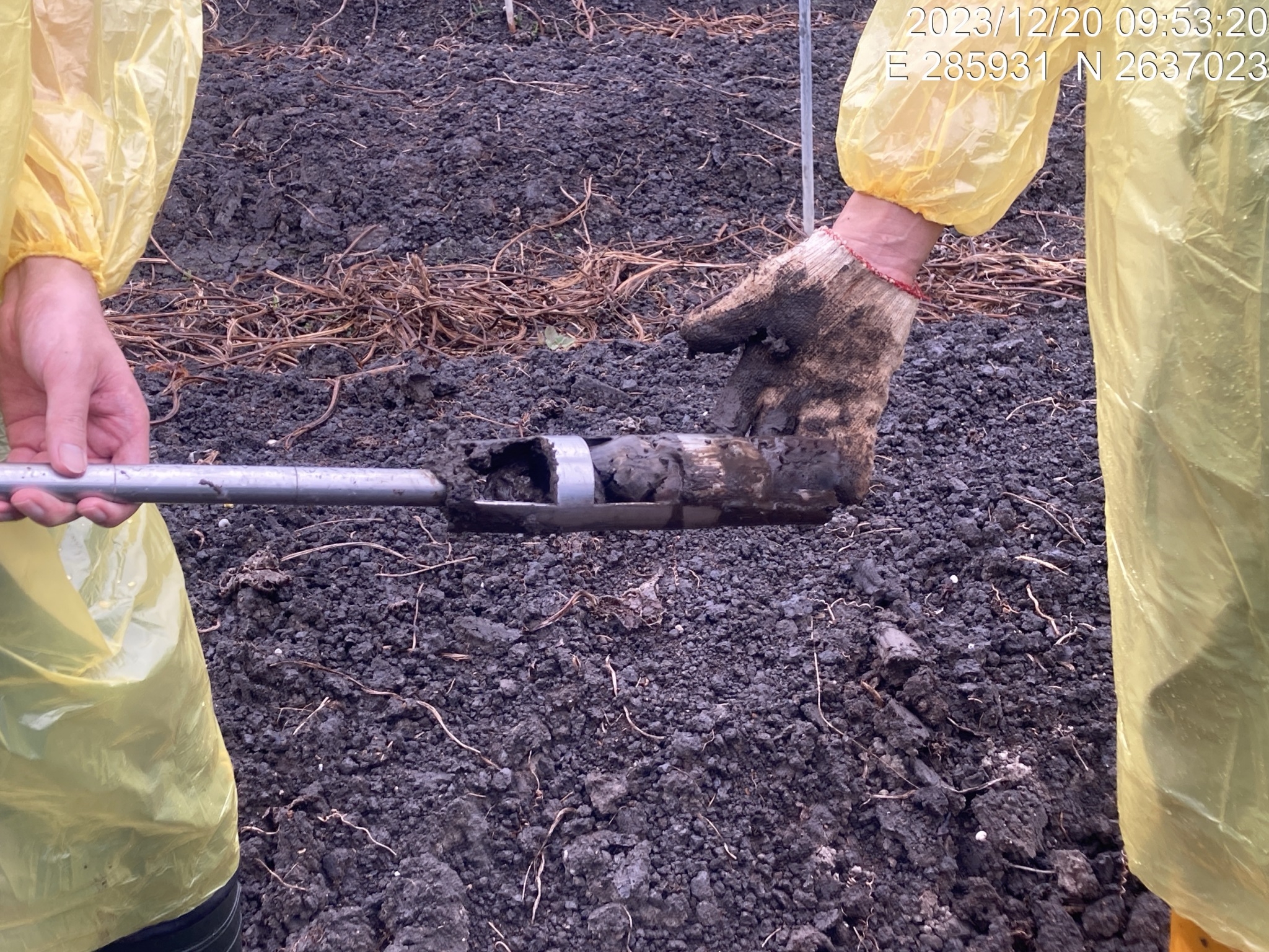Figure 2. Soil sampling survey in the peatland