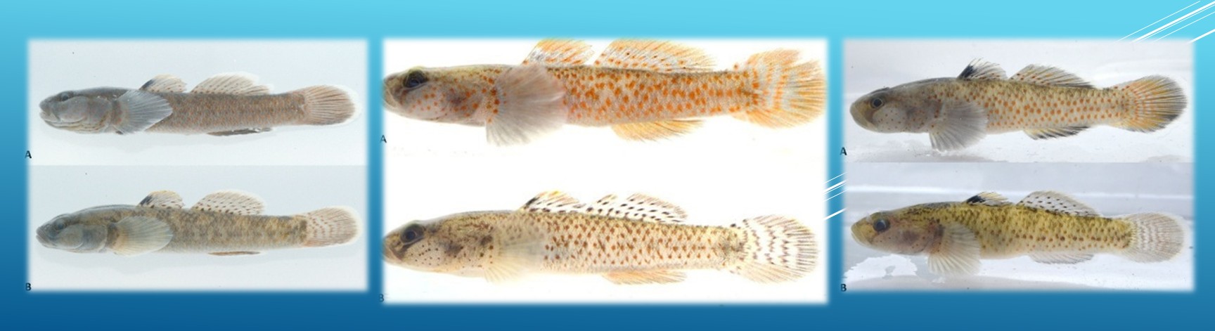 (L)Rhinogobius xueshanensis(C)Rhinogobius yangmingshanensis(R)Rhinogobius maculilatus