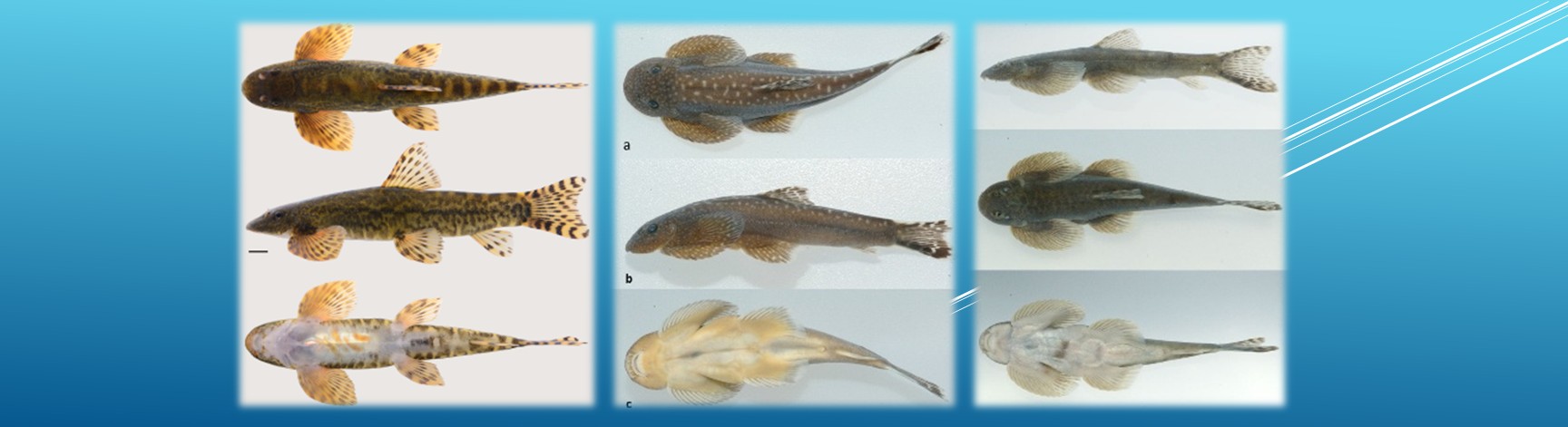 (L)Cobitis cheni(C)Hemimyzon yushanensis(R)Hemimyzon ruyi