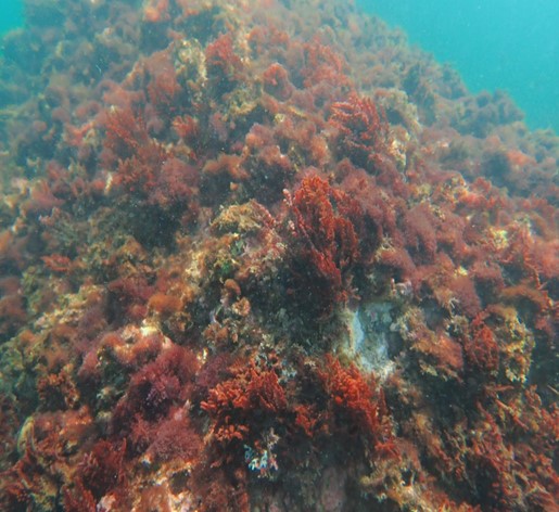 南濱管蟲礁，隱身東海岸的海底奇觀