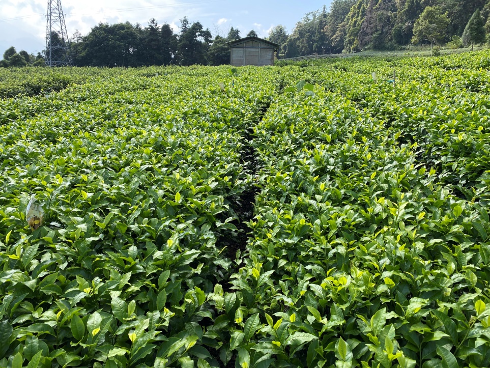 圖1、低磷複合肥使用於魚池分場臺茶18號試驗茶園，茶葉品質與產量極佳。