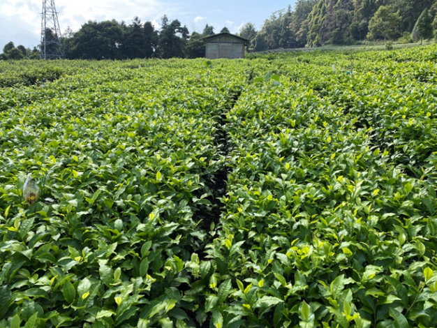 圖1、低磷複合肥使用於魚池分場臺茶18號試驗茶園，茶葉品質與產量極佳。_圖示