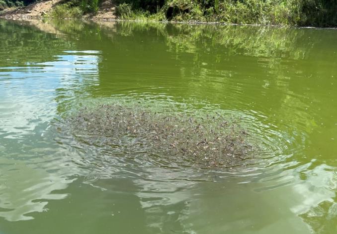 俗稱魚球的魚虎幼魚群集體浮出水面換氣_圖示