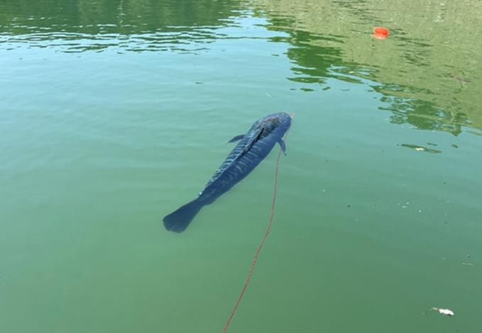 延繩釣釣獲的大型魚虎_圖示