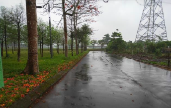 安農溪(張公圍親水公園)道路旁木棉花清理完成_圖示