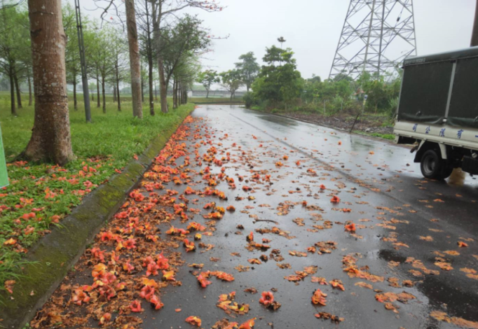 安農溪(張公圍親水公園)道路旁木棉花大面積散落_圖示