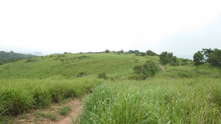 學田山山頂的草原_圖示