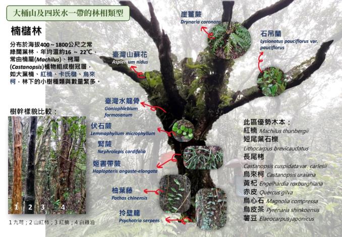 ▲大桶山及四崁水一帶的林相類型_楠櫧林_圖示