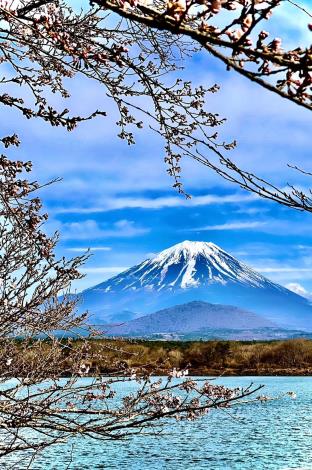 富士山與櫻花_圖示