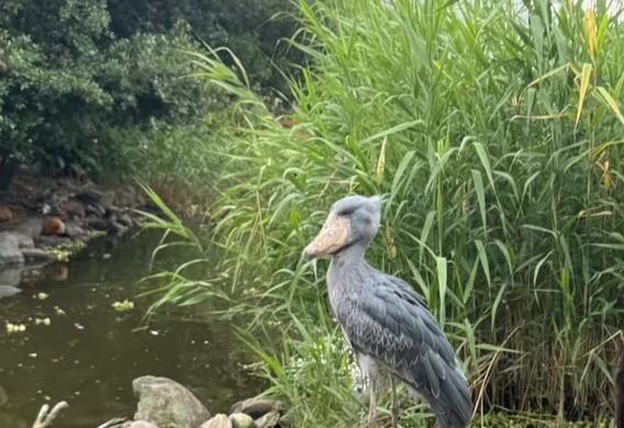 一動也不動的鯨頭鸛_圖示