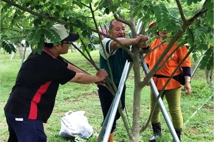 防颱大作戰之植栽防風固定