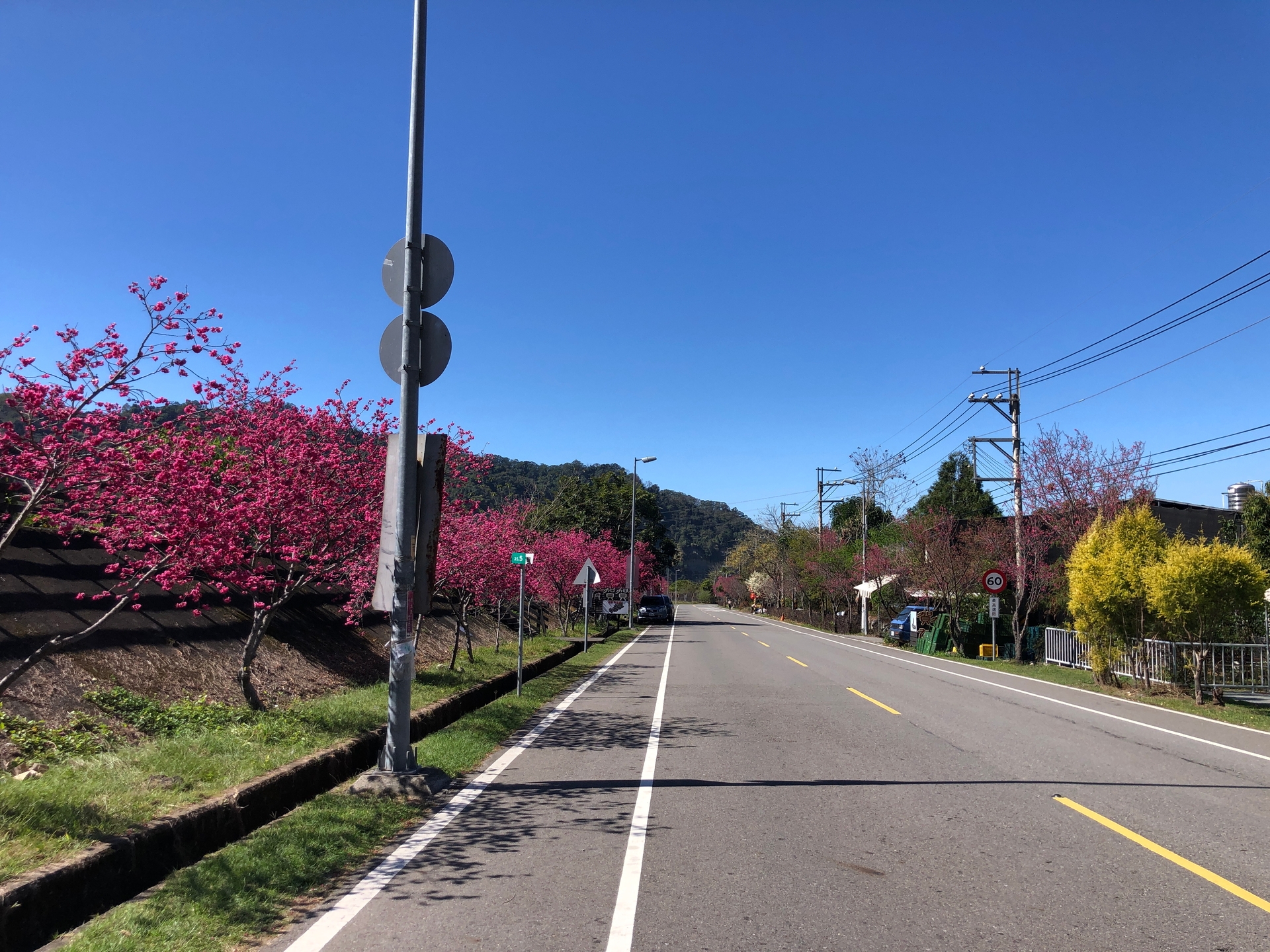 大安溪白布帆堤段櫻樹盛開，群花爭奇鬥豔