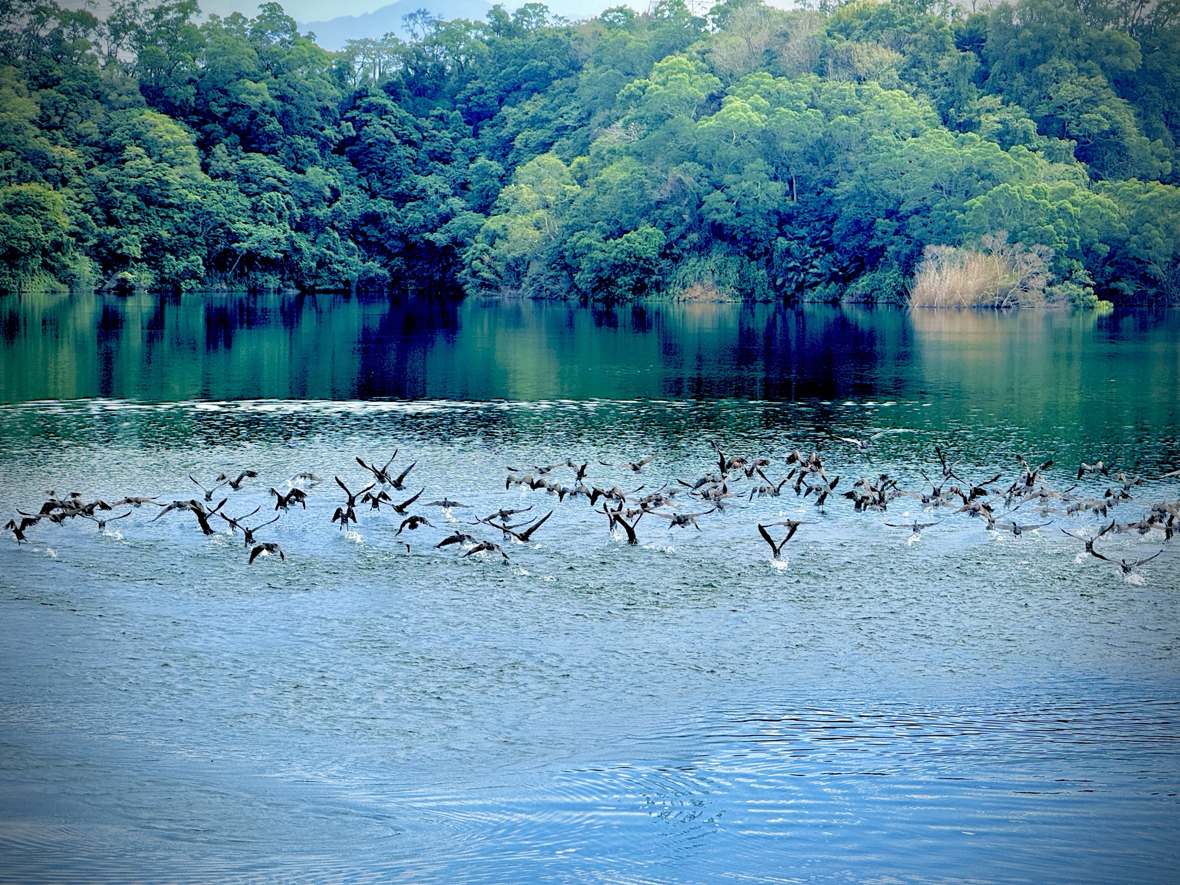 鸕鶿來訪寶二水庫在水面嬉戲