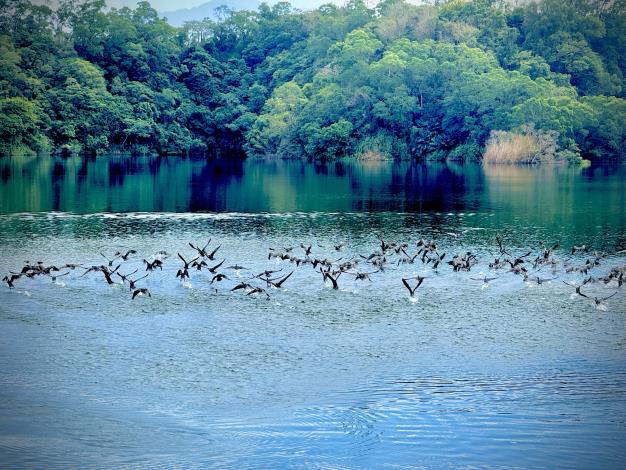 鸕鶿來訪寶二水庫在水面嬉戲