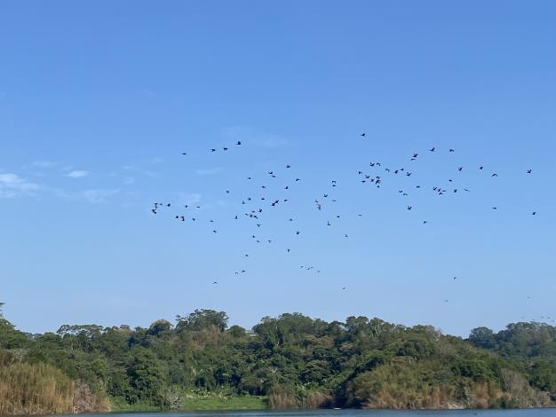 鸕鶿來訪來訪寶二水庫在空間悠閒遨遊