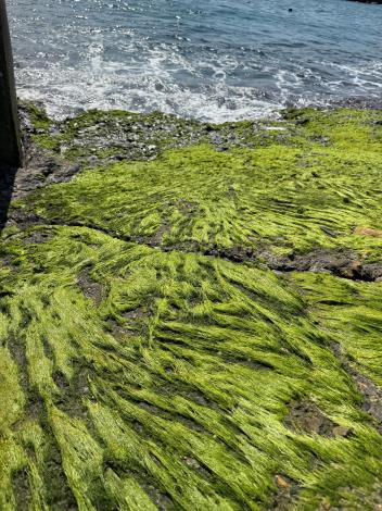 圖5_新蘭漁港之2