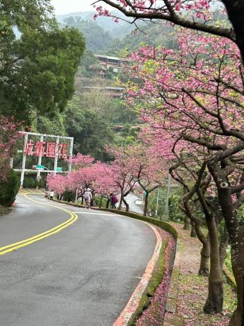 花園新城 櫻花