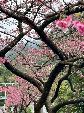 花園新城 櫻花-2