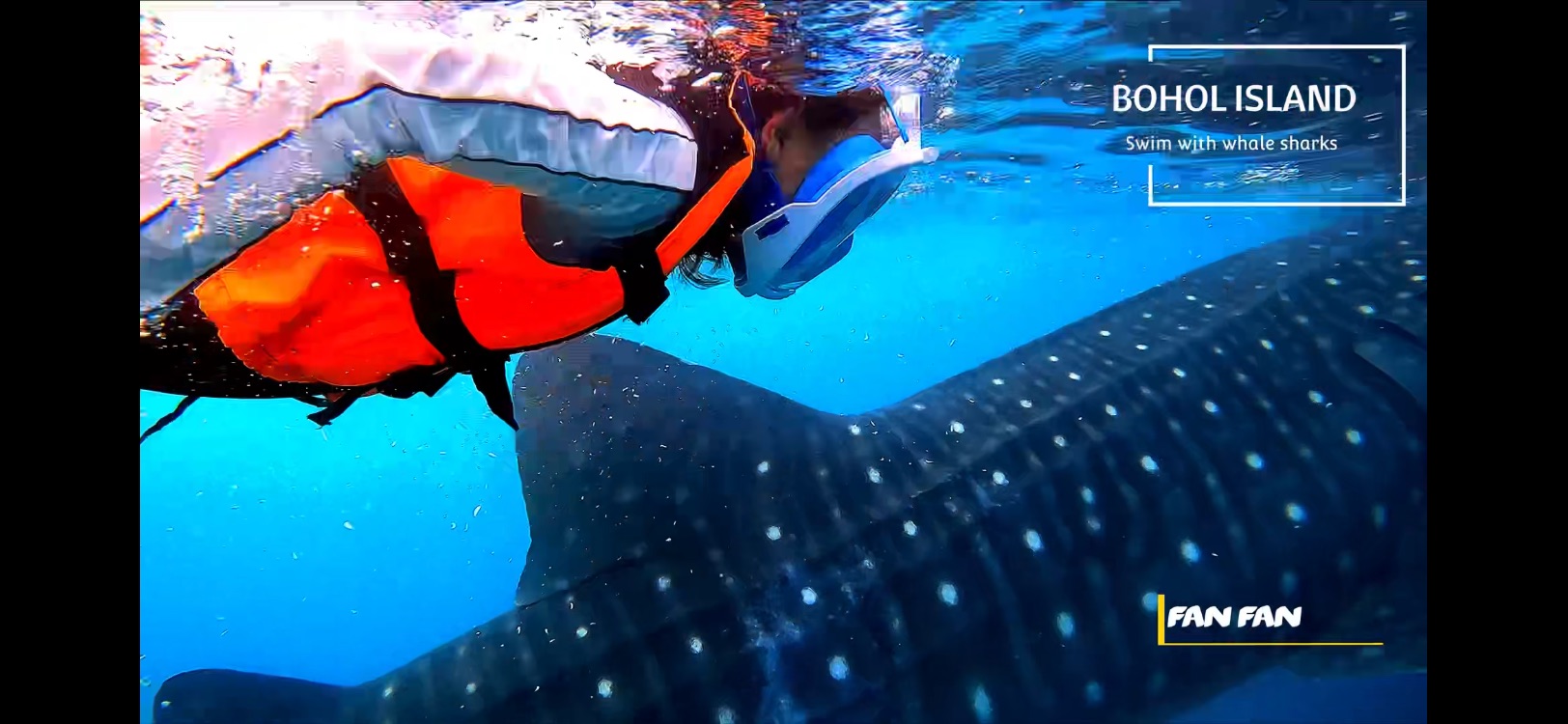與鯨鯊共游-薄荷島