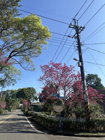 宿舍小巷露出的櫻花