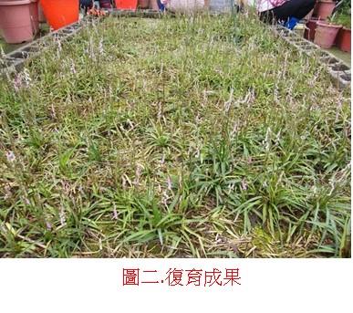 圖片二復育成果