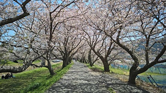 粉色櫻花雨中浪漫迷途