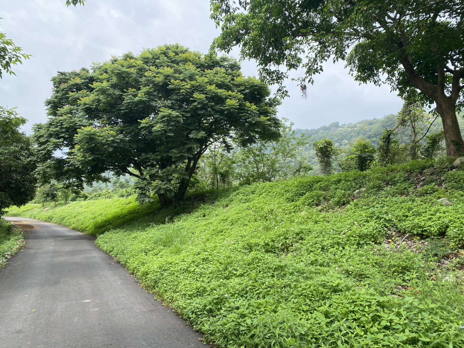 中港溪支流南庄溪田美堤防綠美化水岸土地認養成效