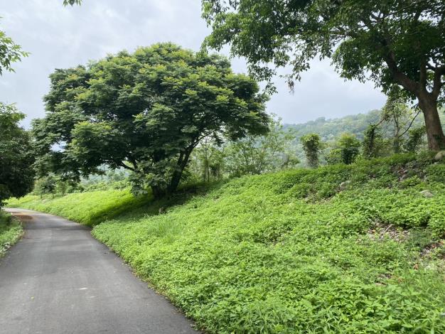 中港溪支流南庄溪田美堤防綠美化水岸土地認養成效