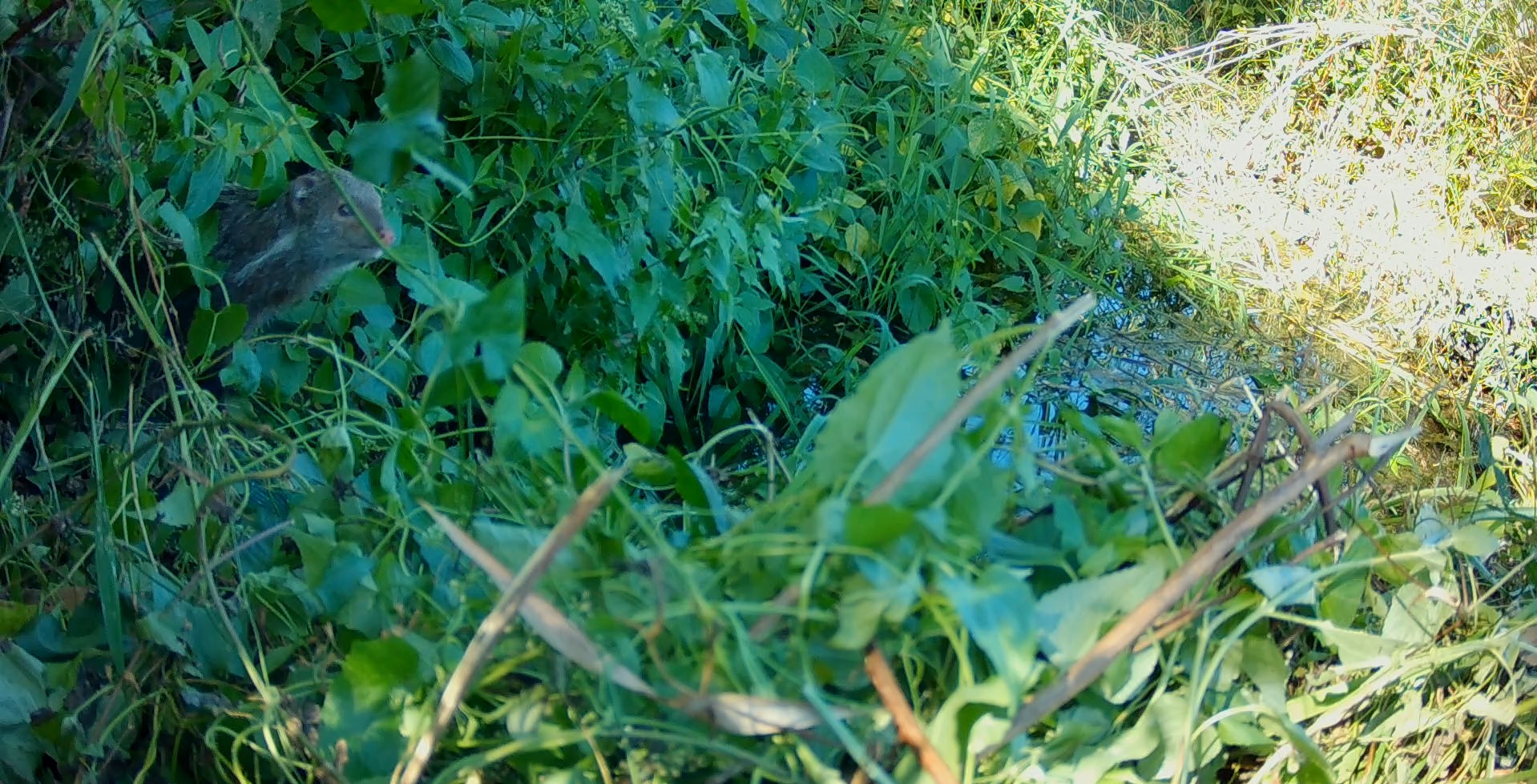 圖一「南清水溝溪清秀橋下游堤段整體環境營造工程」湧泉生態池監測發現保育類食蟹獴