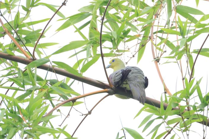 綠鳩 –鳴聲十分特別的水庫周邊常見鳥類（114.05.12）