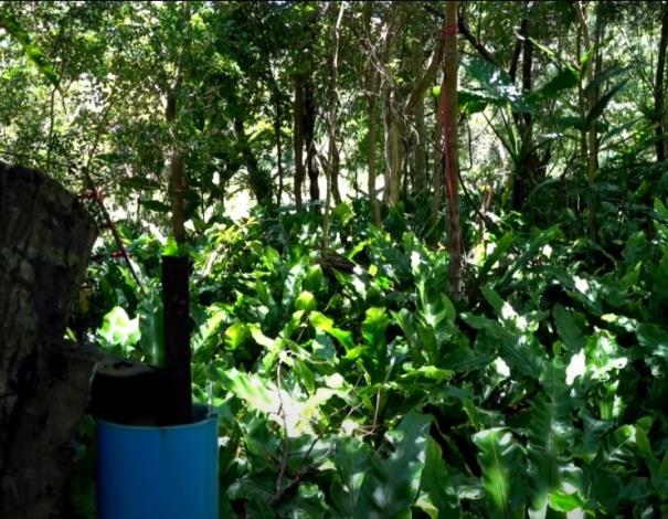林下經濟山蘇為部落重要產業，減少平地農田開發，更有保護地表沖蝕效果