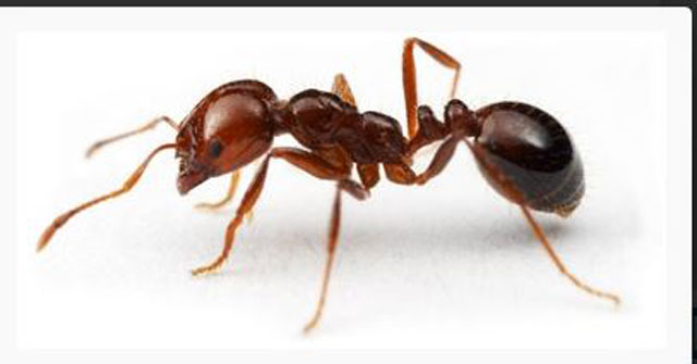 你認識「紅火蟻」嗎？