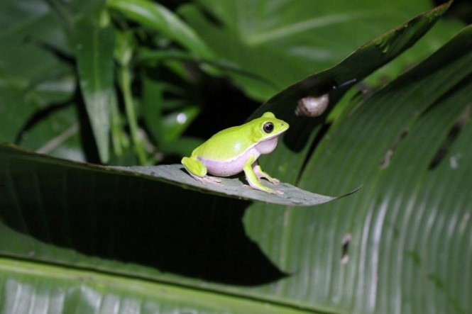 圖1 棲息在樹林間的諸羅樹蛙