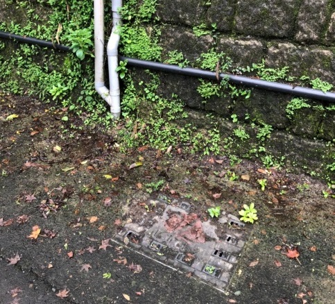 雨水管線排入道路旁雨水溝