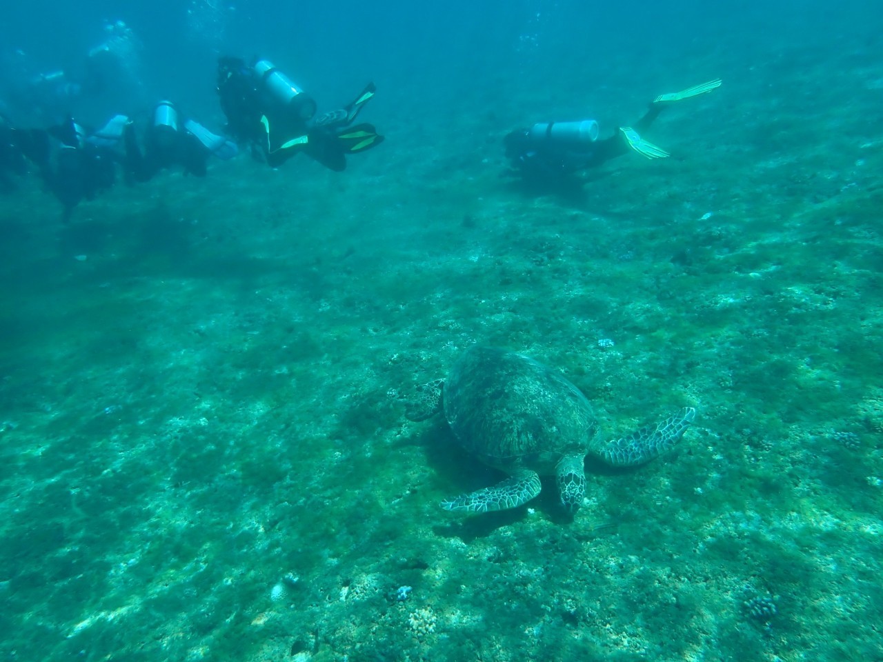 浮潛時巧遇貴客-海龜