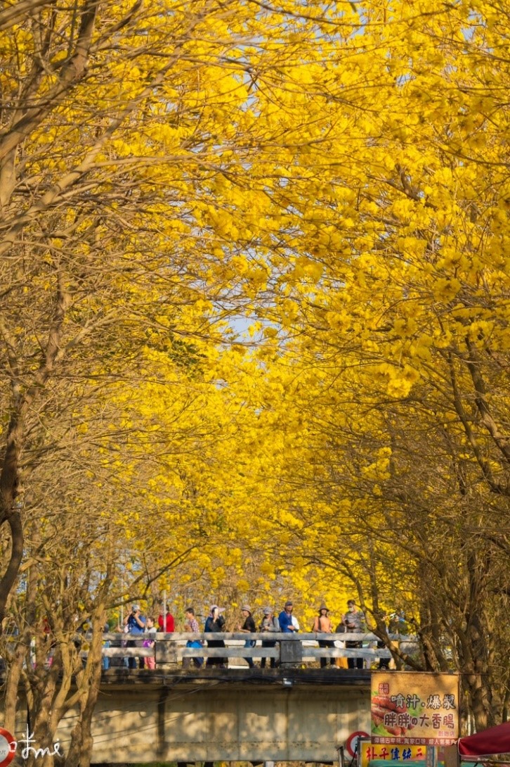 朴子溪盛開的黃花風鈴木