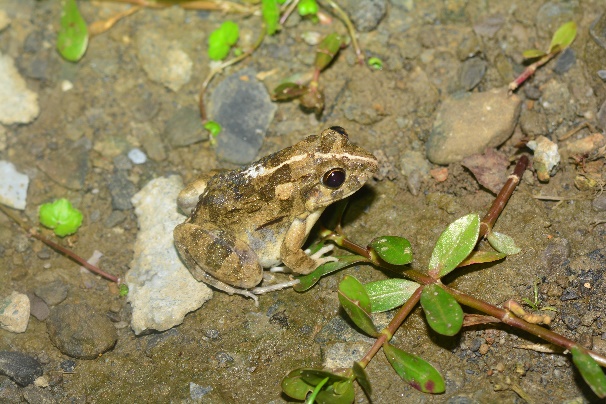 澤蛙-安農溪