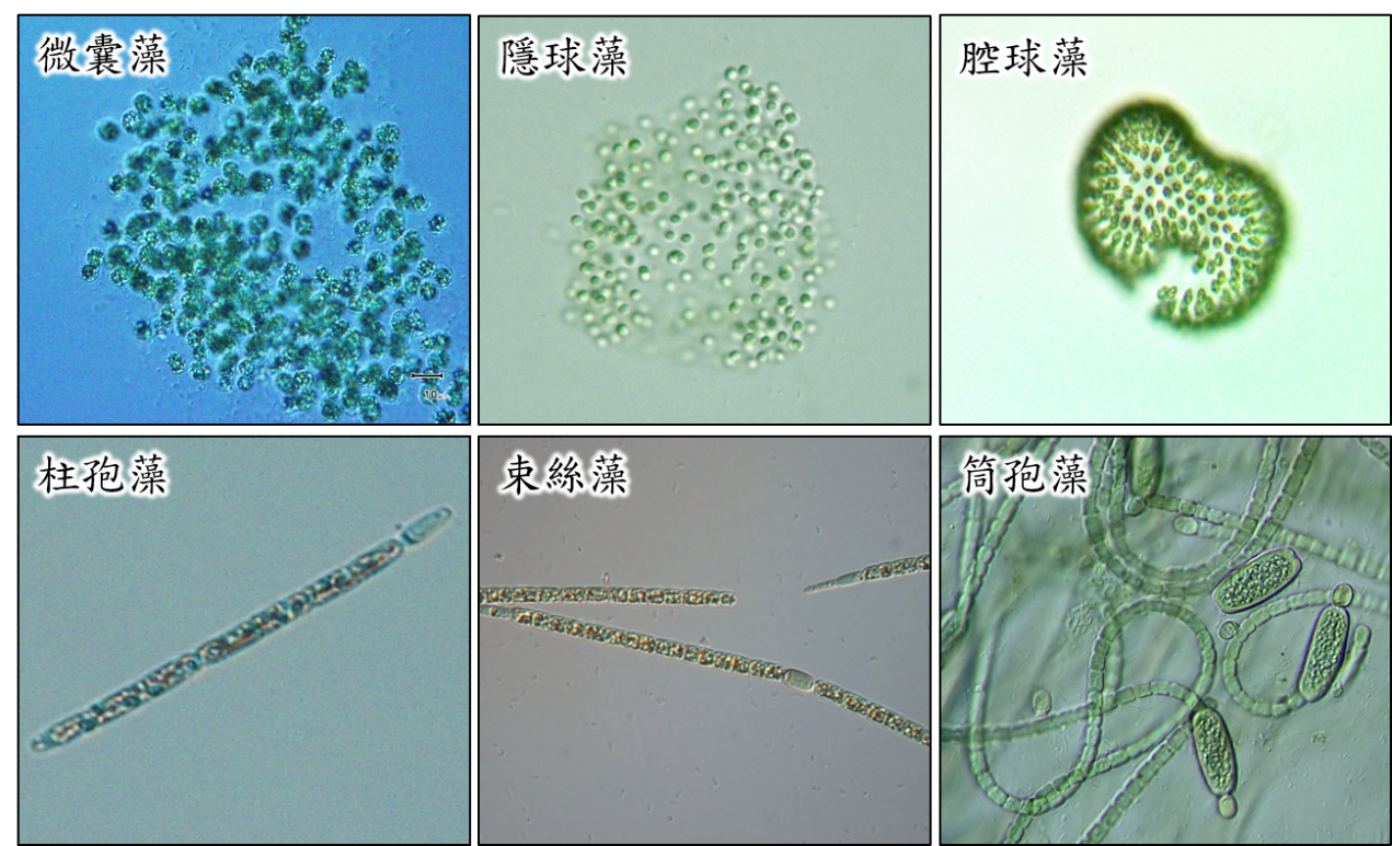 顯微鏡下的藻類影像