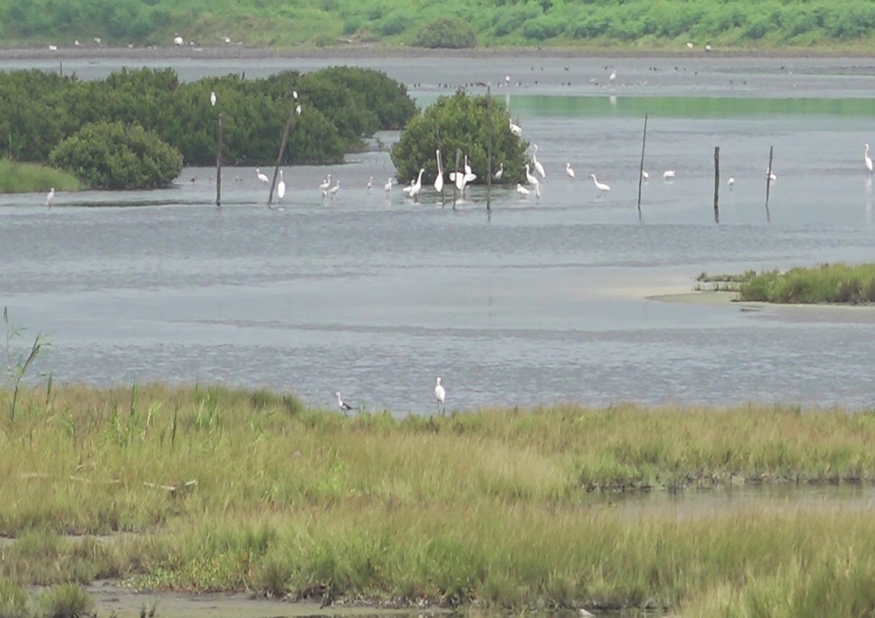 麥寮出海口生態水池鳥類覓食的棲地