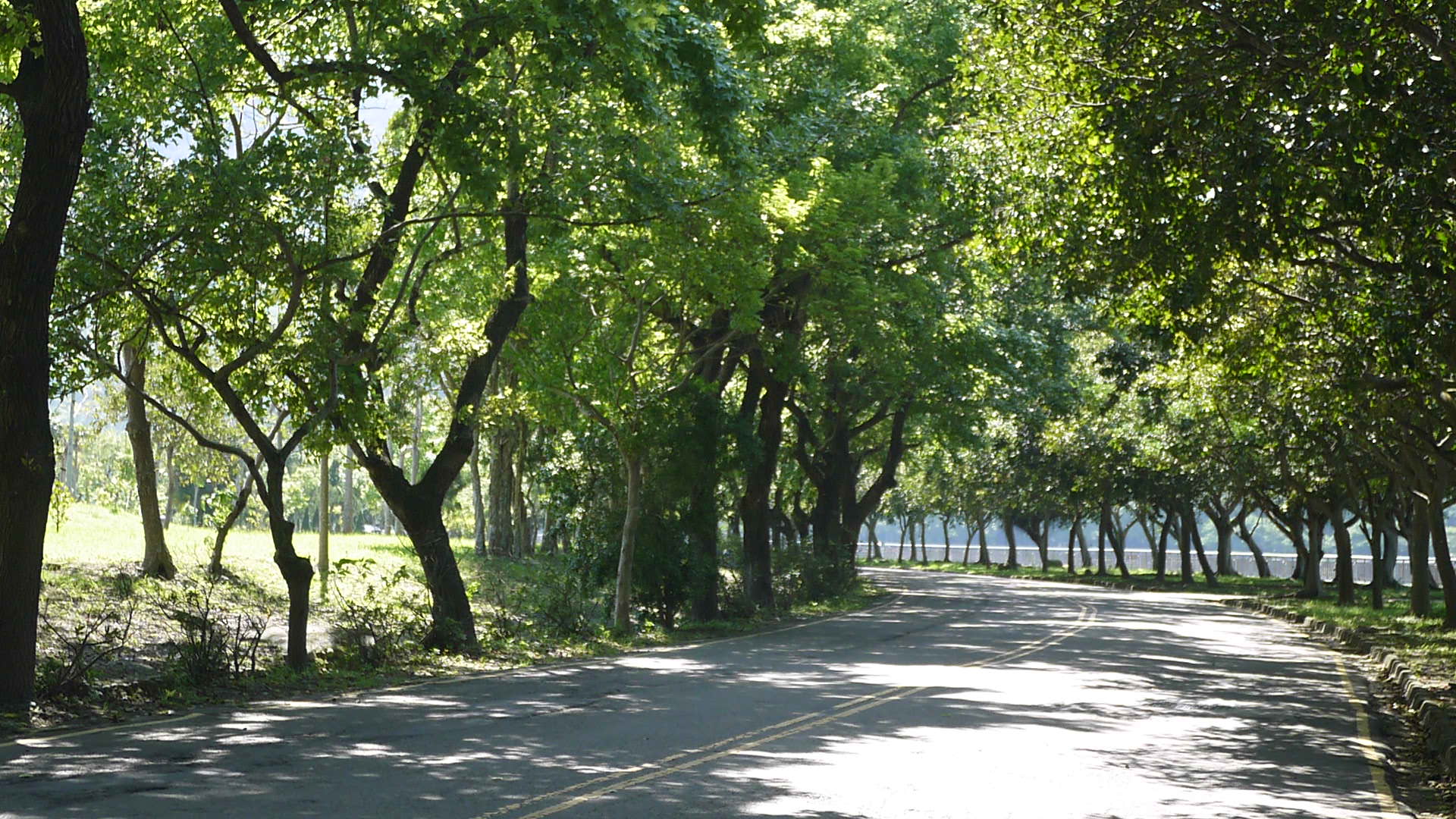 後池林蔭大道 代表圖片