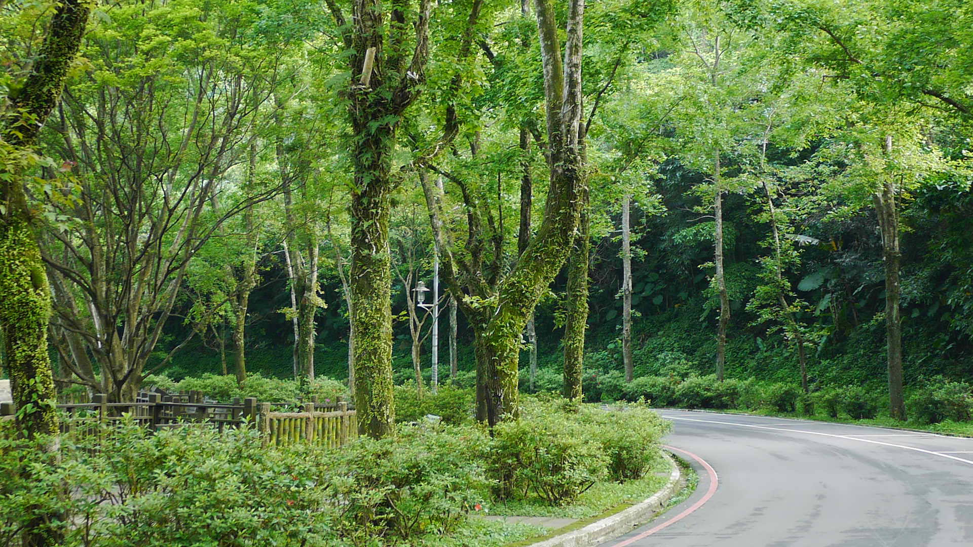 高線林蔭步道 代表圖片
