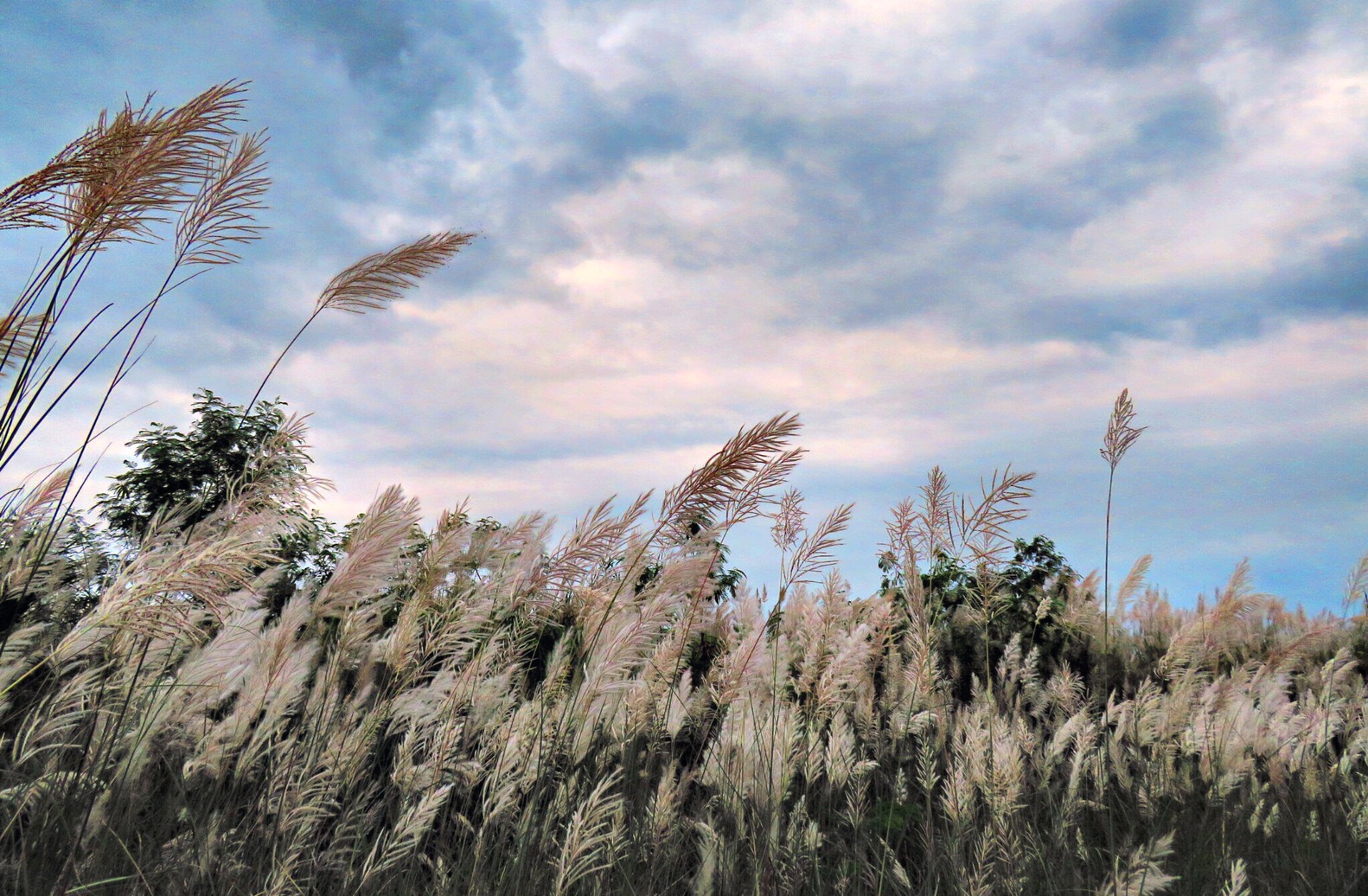 The silver-white Miscanthus blooms in autumn and winter on the Lanyang Riverside._Icon