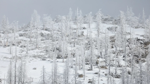 加州連續第三年積雪量接近或超過平均水平