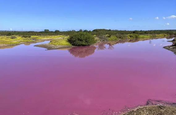 乾旱讓鹽量爆增 夏威夷茂宜島沼澤變桃紅色